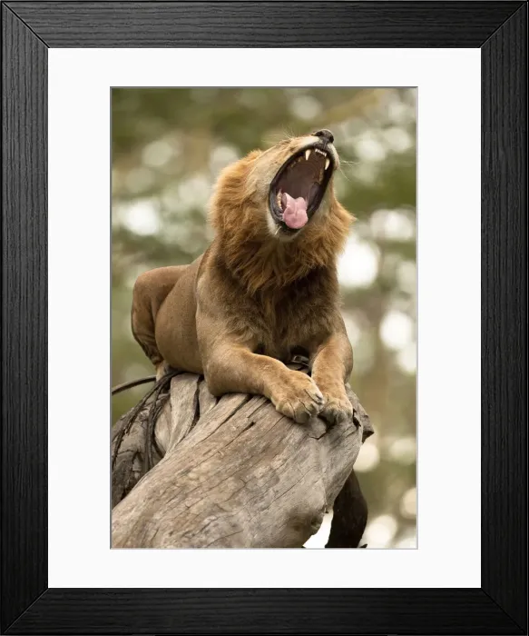 Framed Print : DDE-90020128 Framed Print : DDE-90020128