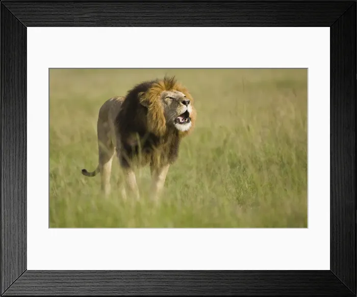 Framed Print : DDE-90020133 Framed Print : DDE-90020133
