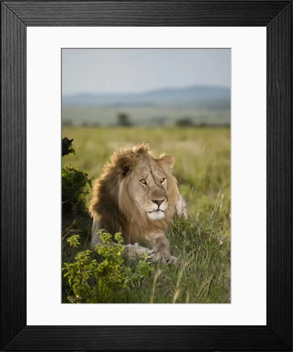Framed Print : DDE-90020134 Framed Print : DDE-90020134