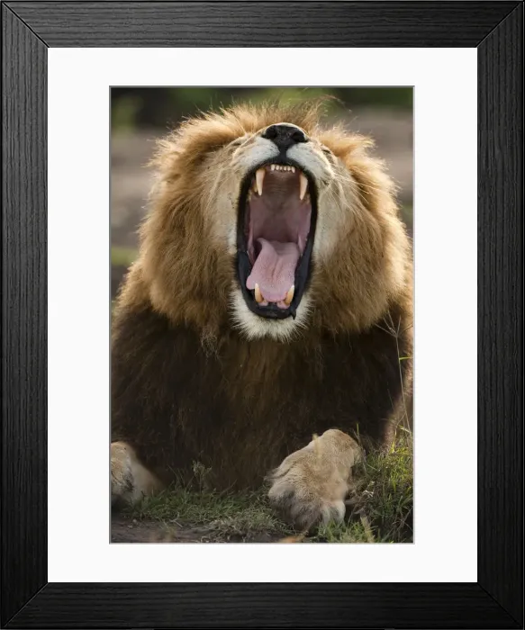 Framed Print : DDE-90020131 Framed Print : DDE-90020131