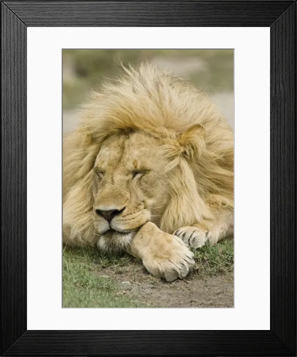 Framed Print : DDE-90020137 Framed Print : DDE-90020137