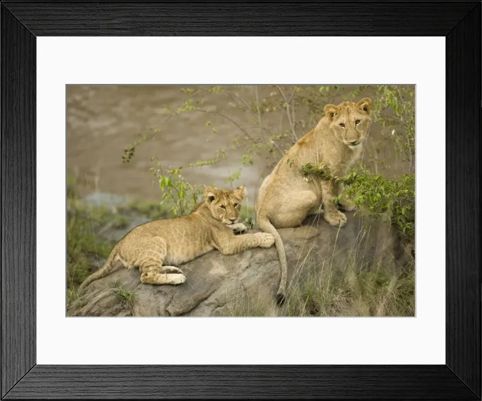 Framed Print : DDE-90020138 Framed Print : DDE-90020138