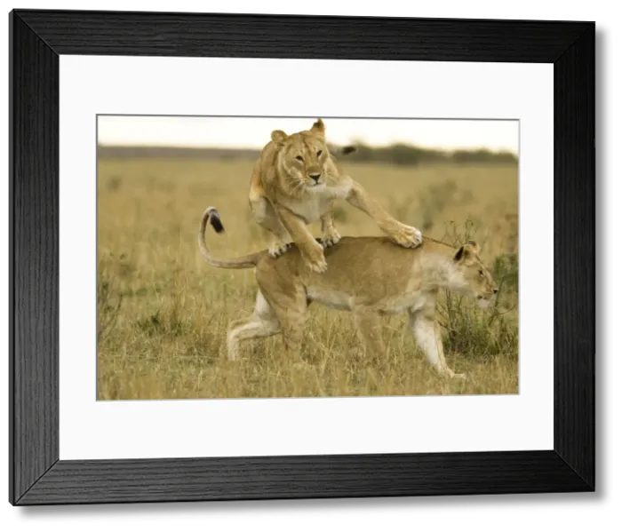 Framed Print : DDE-90020135 Framed Print : DDE-90020135