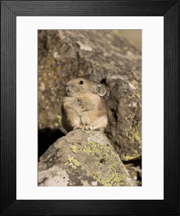 Framed Print : DDE-90020141 Framed Print : DDE-90020141
