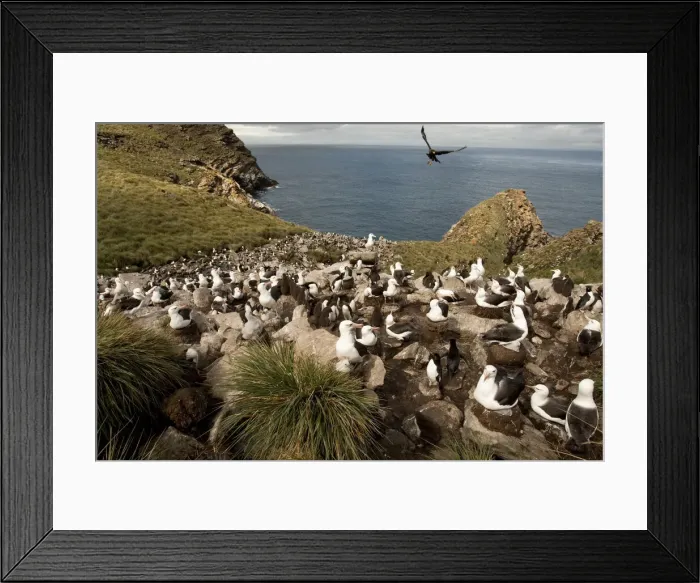 Framed Print : DDE-90020142 Framed Print : DDE-90020142