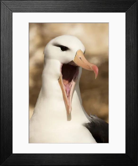 Framed Print : DDE-90020143 Framed Print : DDE-90020143