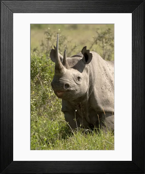 Framed Print : DDE-90020144 Framed Print : DDE-90020144