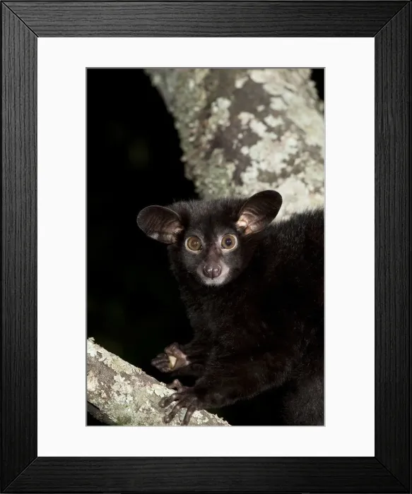 Framed Print : DDE-90020145 Framed Print : DDE-90020145