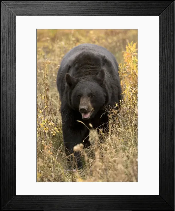 Framed Print : DDE-90020140 Framed Print : DDE-90020140