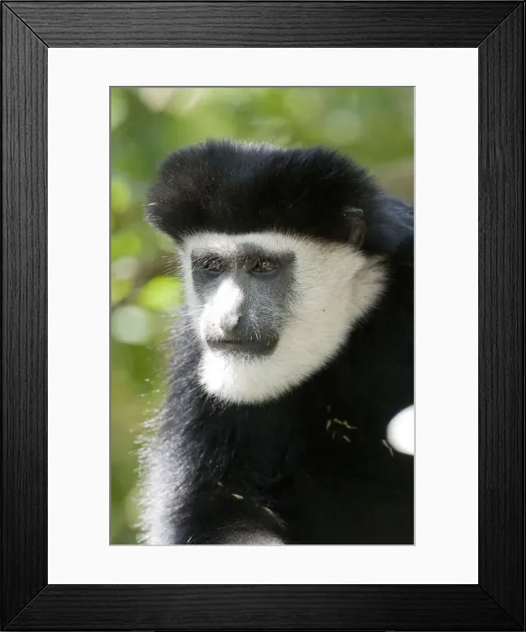 Framed Print : DDE-90020147 Framed Print : DDE-90020147