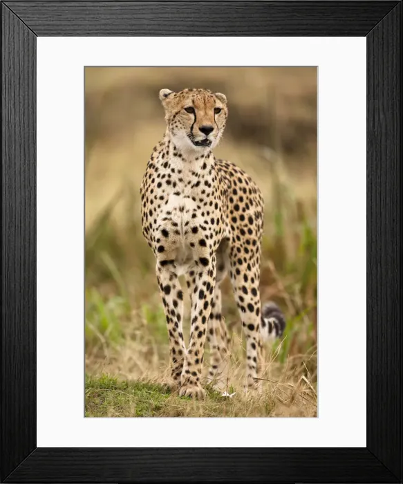 Framed Print : DDE-90020148 Framed Print : DDE-90020148