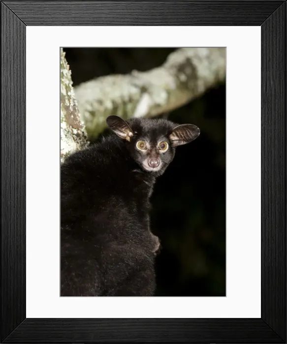 Framed Print : DDE-90020146 Framed Print : DDE-90020146