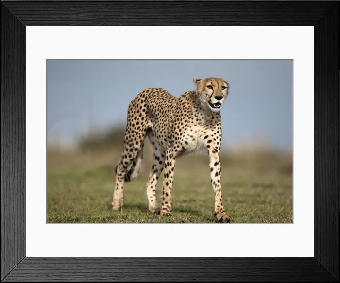 Framed Print : DDE-90020149 Framed Print : DDE-90020149