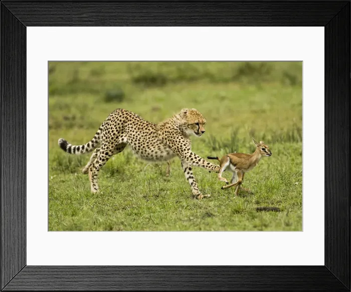 Framed Print : DDE-90020151 Framed Print : DDE-90020151