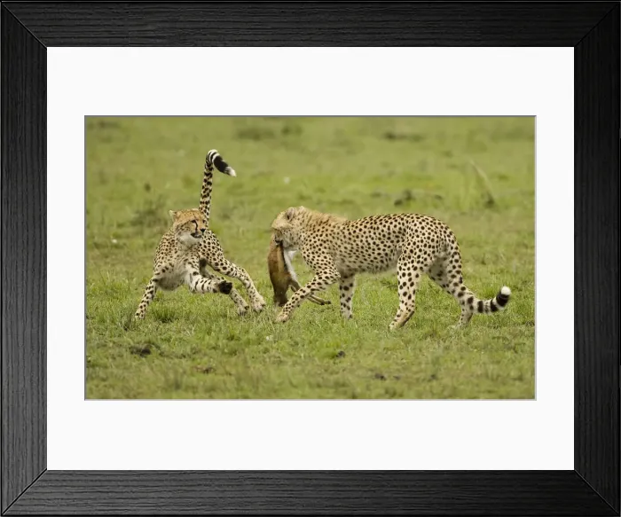 Framed Print : DDE-90020152