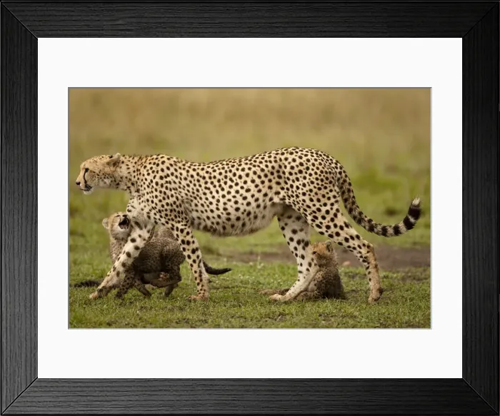 Framed Print : DDE-90020153 Framed Print : DDE-90020153