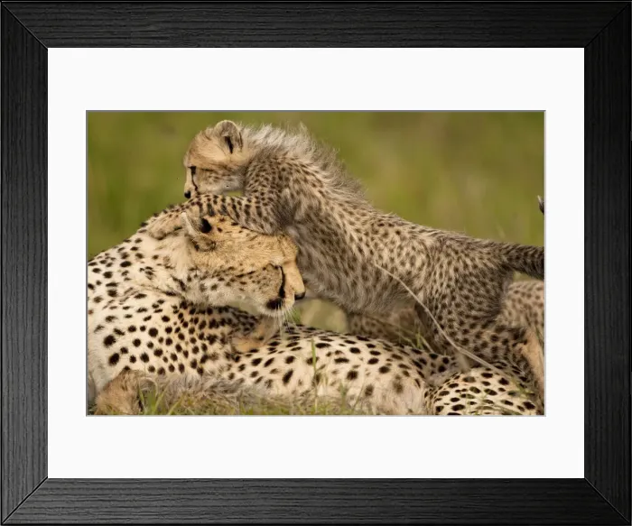 Framed Print : DDE-90020154 Framed Print : DDE-90020154