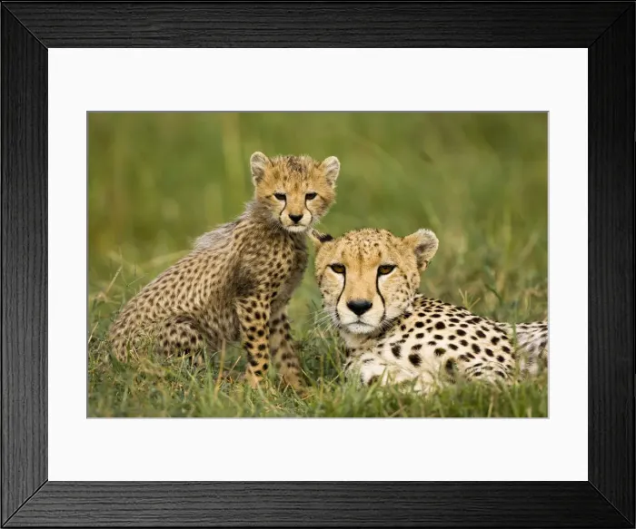 Framed Print : DDE-90020155 Framed Print : DDE-90020155