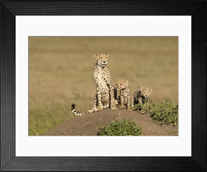 Framed Print : DDE-90020156 Framed Print : DDE-90020156