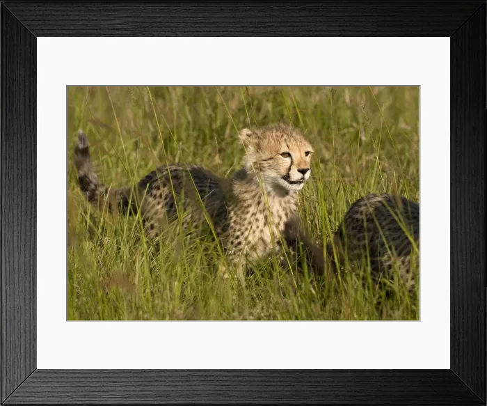 Framed Print : DDE-90020157 Framed Print : DDE-90020157