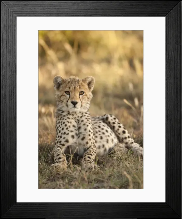 Framed Print : DDE-90020160 Framed Print : DDE-90020160