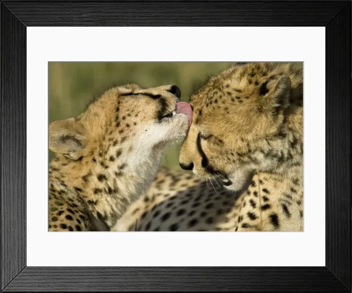 Framed Print : DDE-90020161 Framed Print : DDE-90020161