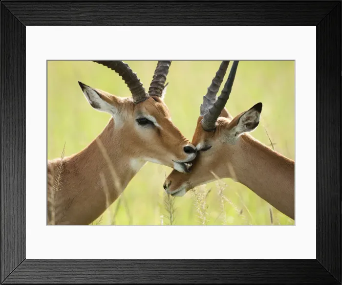Framed Print : DDE-90020162 Framed Print : DDE-90020162