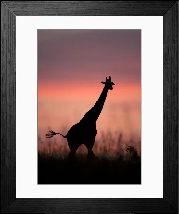 Framed Print : DDE-90020163 Framed Print : DDE-90020163
