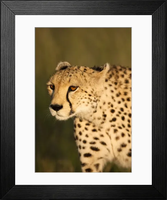 Framed Print : DDE-90020150 Framed Print : DDE-90020150