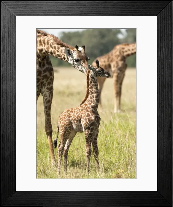 Framed Print : DDE-90020165 Framed Print : DDE-90020165