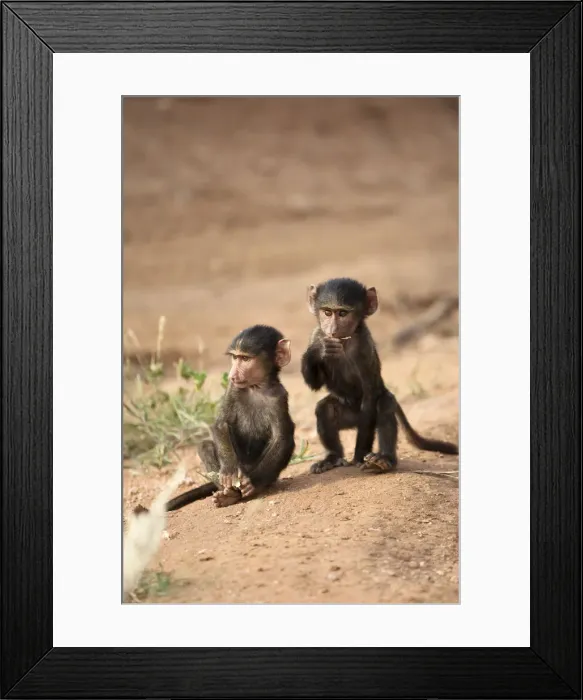 Framed Print : DDE-90020166 Framed Print : DDE-90020166