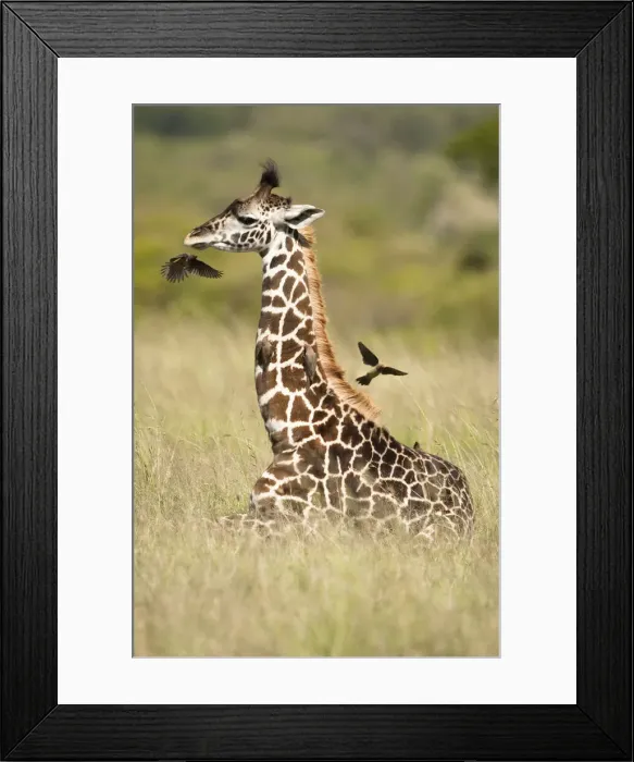 Framed Print : DDE-90020164 Framed Print : DDE-90020164
