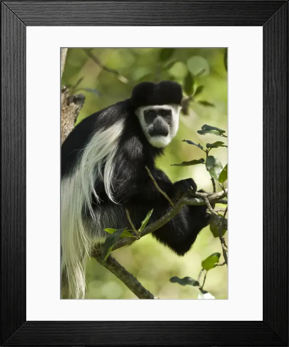Framed Print : DDE-90020168 Framed Print : DDE-90020168