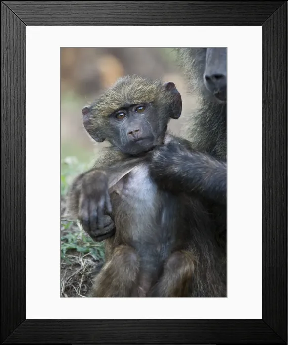 Framed Print : DDE-90020169 Framed Print : DDE-90020169