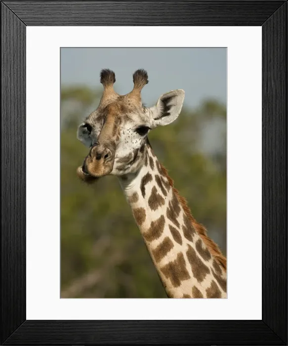 Framed Print : DDE-90020170 Framed Print : DDE-90020170