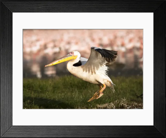 Framed Print : DDE-90020171 Framed Print : DDE-90020171