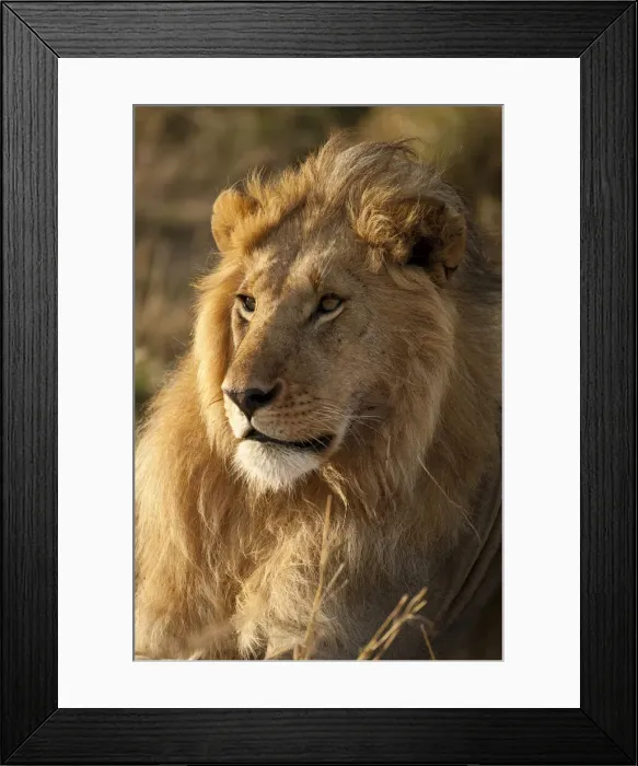 Framed Print : DDE-90020172 Framed Print : DDE-90020172