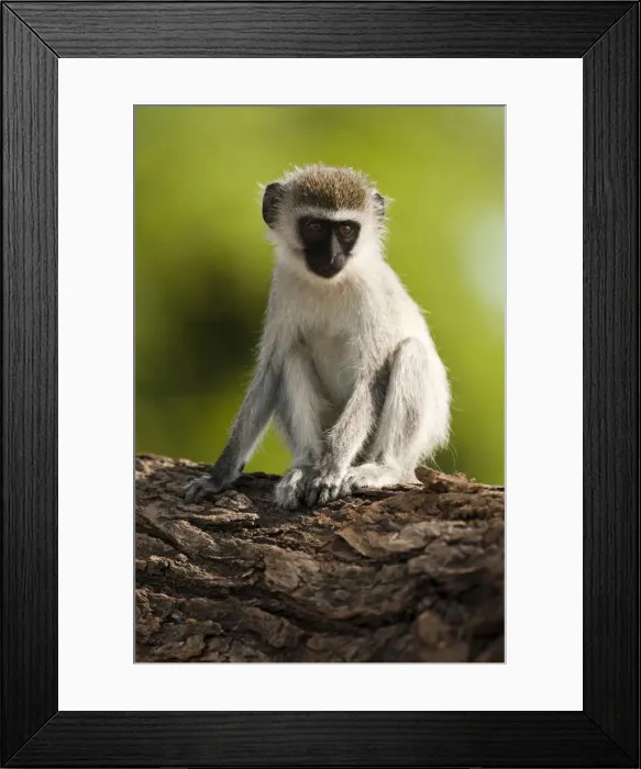 Framed Print : DDE-90020175 Framed Print : DDE-90020175