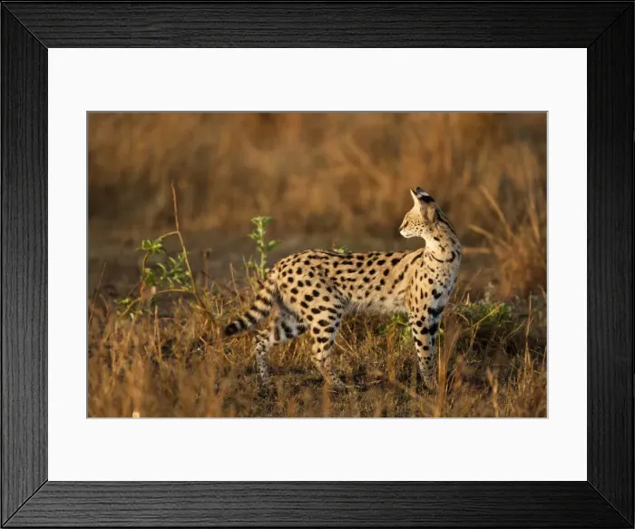 Framed Print : DDE-90020173