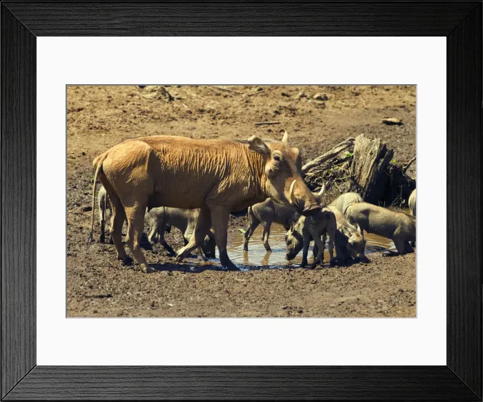 Framed Print : DDE-90020178 Framed Print : DDE-90020178