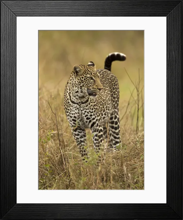Framed Print : DDE-90020179