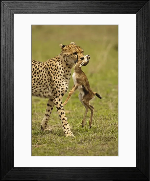 Framed Print : DDE-90020177 Framed Print : DDE-90020177