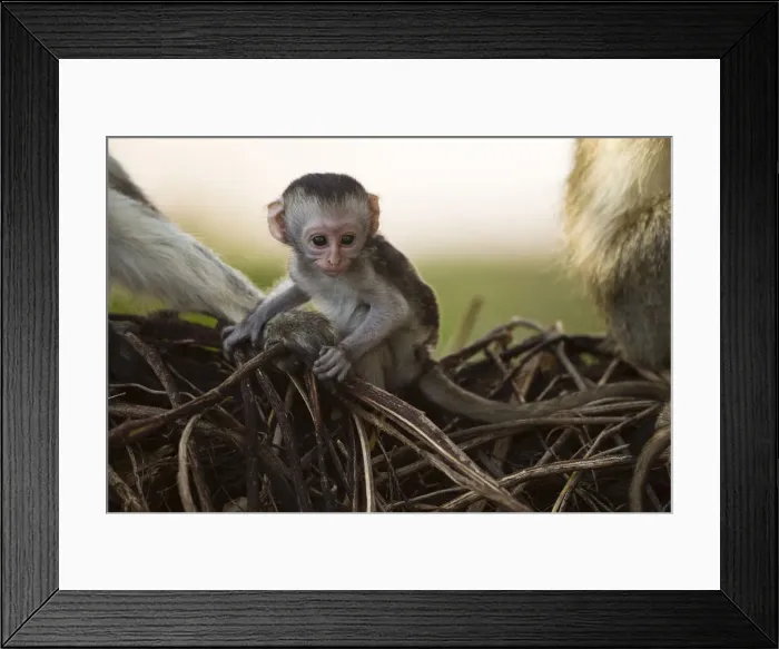 Framed Print : DDE-90020181 Framed Print : DDE-90020181