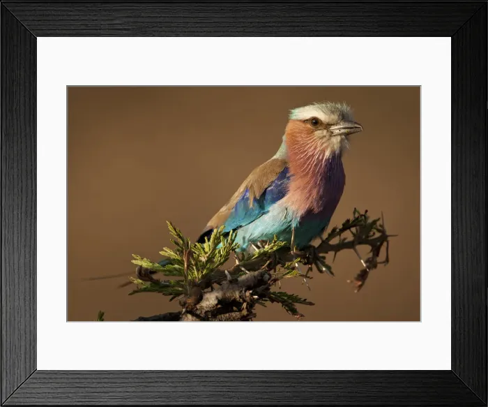 Framed Print : DDE-90020182 Framed Print : DDE-90020182
