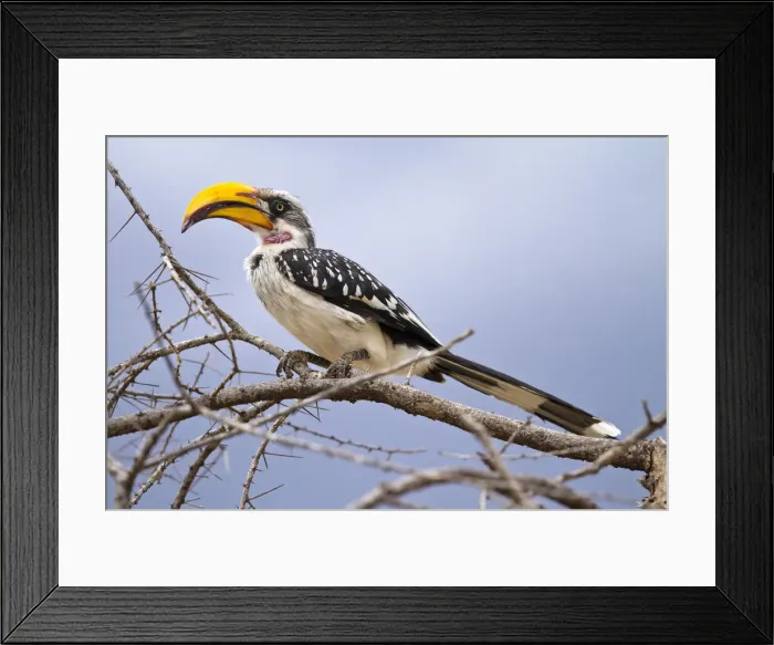 Framed Print : DDE-90020183 Framed Print : DDE-90020183