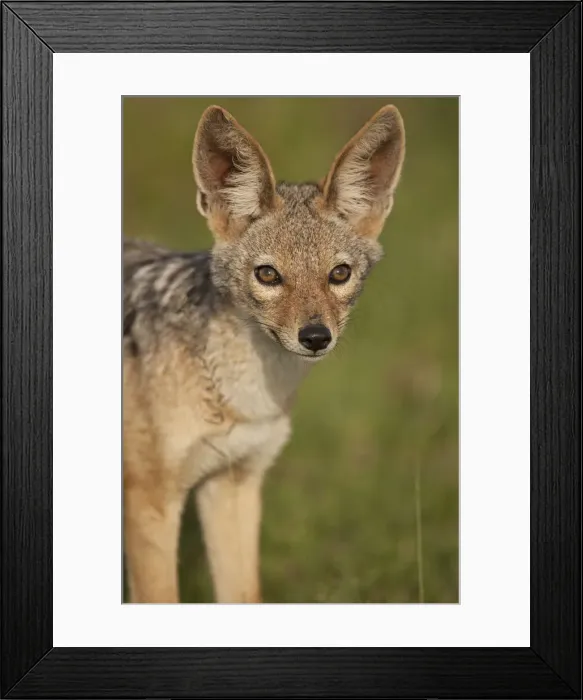 Framed Print : DDE-90020184 Framed Print : DDE-90020184