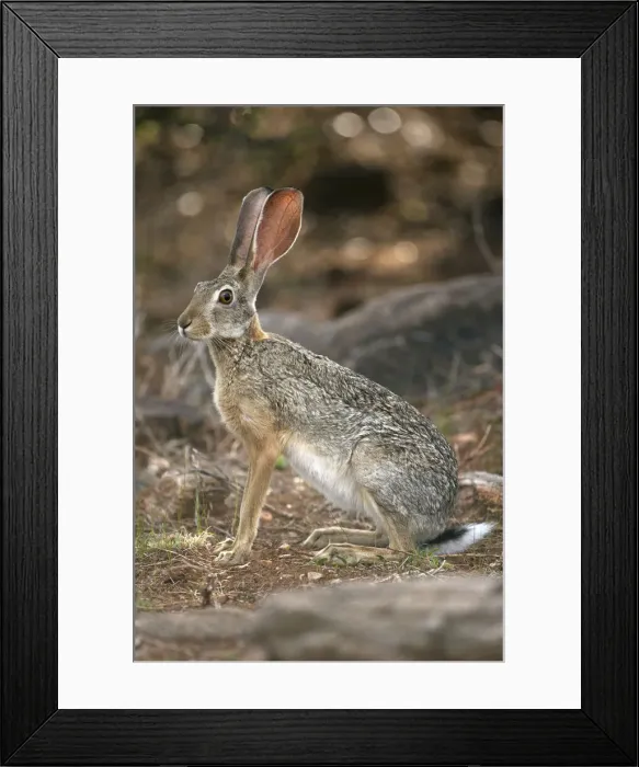 Framed Print : DDE-90020185 Framed Print : DDE-90020185