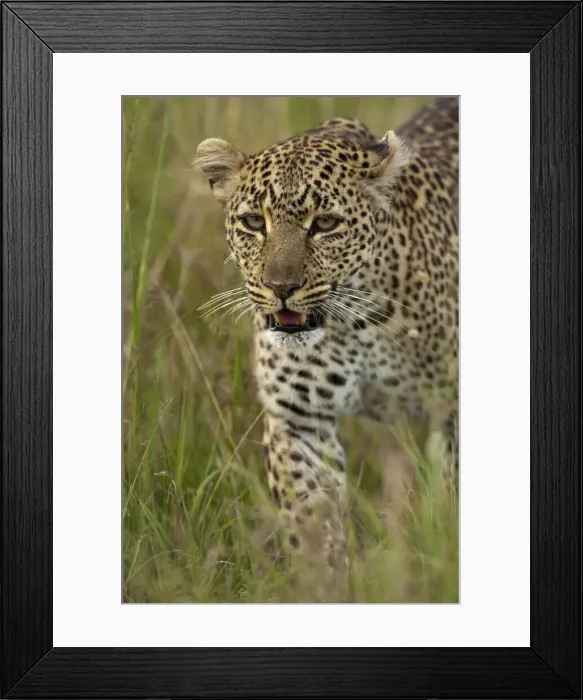 Framed Print : DDE-90020186 Framed Print : DDE-90020186