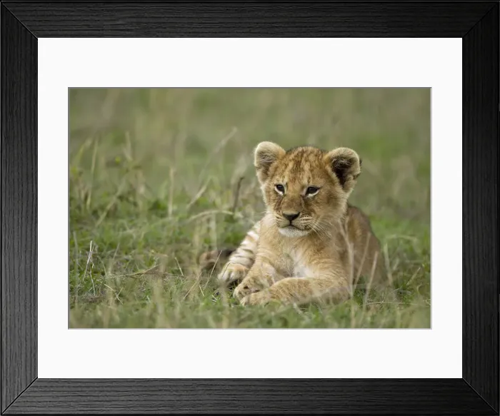 Framed Print : DDE-90020180 Framed Print : DDE-90020180