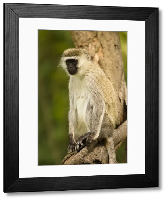 Framed Print : DDE-90020187 Framed Print : DDE-90020187